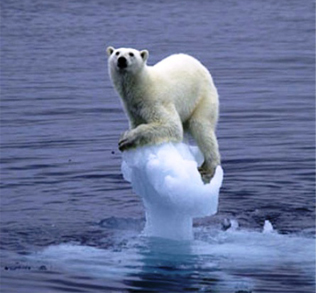 Polar Bear | Global Warming